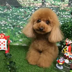 【マルワンカット集！】新横浜流トイ・プードルスタイルをご紹介！：トリミング通信Vol.3