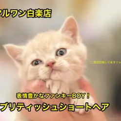 【ブリティッシュショートヘア】超癒し系！笑顔が絶えない我が家を目指すならこの子！：白楽店No11469