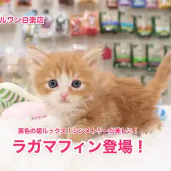 【ラガマフィン】茜色の超ルックス！シンメトリーが美しい！：白楽店オススメベイビー！No11470