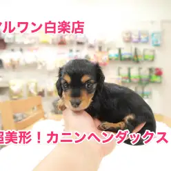 ついにカニンヘン・ダックスフントがデビュー！マルワン印の超美形！【白楽店No.11464】
