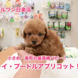 トイ・プードルアプリコットデビュー！もちろん小さめの可愛い子ちゃん♥【白楽店No.11466】
