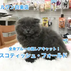 スコティッシュフォールド登場！ブリじゃないの？長毛！超レアな全身ブルーが魅力！【白楽店No.11465】