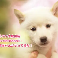 【柴犬】なんとパパは日保本部賞完成犬！スーパーDNAを持つ白柴ちゃんがやってきた！大倉山店No.6130549
