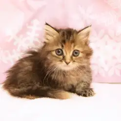 【ミヌエット】幻のスーパーハイブリッド猫種！大倉山店No.6130550