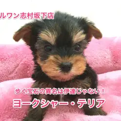 ヨークシャーテリアがやってきた！歩く宝石の異名は伊達じゃないぞ！【志村坂下店オススメベイビーNO.914269】