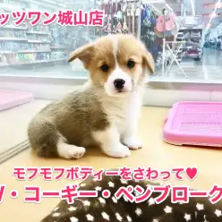 【ウェルシュコーギーペンブローク】まるでぬいぐるみ！？激カワもふもふコーギー♡：城山店オススメベイビーNo.118115