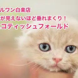 【スコティッシュフォールド】超ド級の垂れ耳は必見！生粋のマルワンベイビーがやってきた！：白楽店No11474