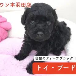 【トイ・プードル】美しいディープブラックが自慢！タイニープードル！：本羽田店オススメベイビーNo.512438