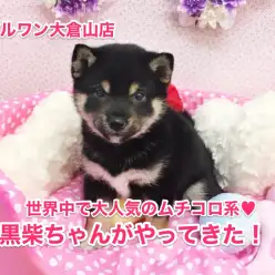 【柴犬】世界中で人気爆発の黒柴ちゃん♡魅惑のむちころボディ♡：大倉山店No.6130554