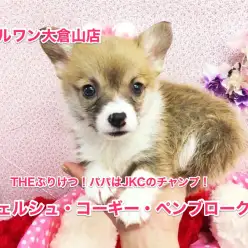 【ウェルシュ・コーギー・ペンブローク】ぷりけつ代表！パパはJKCチャンプの超血統♡：大倉山店No.6130555