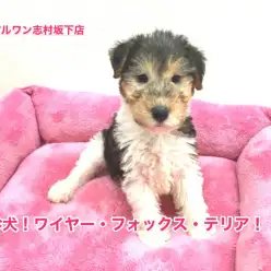 【ワイヤー・フォックス・テリア】ワイワイ楽しい！テリア界の貴公子！！：志村坂下店オススメベイビーNO.914278