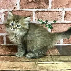 【ラガマフィン】ヘソ天するほどに温厚！初心者必見の人好きな大型猫ちゃまが待望の来店！☆大倉山店No.6130551