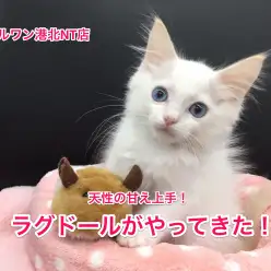 【ラグドール】天才的に甘え上手なニャンコがやってきた♥：港北NT店No.311697