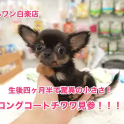 【極小チワワ】生後四ヶ月半で驚異の584g!：マルワン白楽店PICK UPベイビー！No.11477