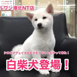 【白柴】シロクマフェイスのモフモフちゃんがやってきた！【港北NT店No. 311690】