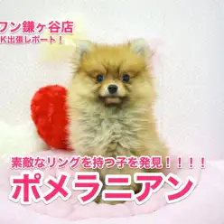 【ポメラニアン】Mr.K出張レポート!鎌ヶ谷店に素敵なポメラニアンを発見!:鎌ヶ谷店No.117095