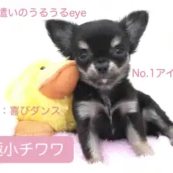 【極小チワワ】極小サイズは本羽田店におまかせ！アイドル級チワワ登場！！：本羽田店オススメベイビーNo.512444