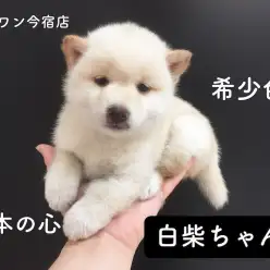 【柴犬】白柴ちゃん！表情豊かな愛されワンコはココにいる！【今宿店オススメベイビーNo.120052】
