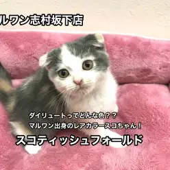 【スコティッシュ・フォールド】ダイリュートってどんな色？？マルワン出身のレアカラースコちゃん！：志村坂下店オススメベイビー！No.914279