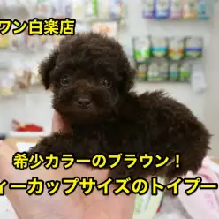 【ティーカップサイズプードル】希少カラーのブラウントイプーしかも極小！：白楽店No.11483