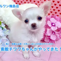 【白いチワワ】極小！綺麗なお顔！元気いっぱいの初夏のプリンセス！：梅島店オススメベイビーNo.119059