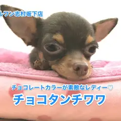 【ロングコート・チワワ】得意技はタッチ！！：志村坂下店NO.914236