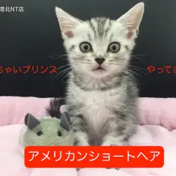 【アメリカンショートヘア】猫ちゃん好き必見！港北のちっちゃいプリンス登場！!【オススメベイビー港北NT店No.311699】