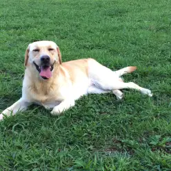 【肉球ケア】夏場対策したい以外なポイント肉球ケア特集！：白楽店トリミング通信Vol.5