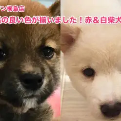 【赤柴＆白柴】縁起の良い色が揃いました！注目の柴犬コンビ登場！：梅島店No.119060&119061