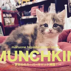 【マンチカン】奇跡の黄金比を持った短足天使が舞い降りた！：東日暮里店Pickupベイビー！No.014171