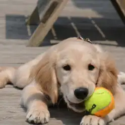 ゴールデン・レトリバーと人生を歩む：第一話〜愛娘との出会い〜