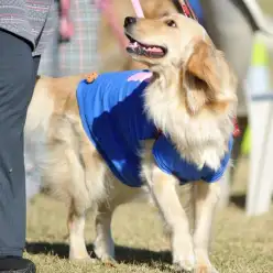 ゴールデン・レトリバーと人生を歩む第三話〜一番の想い出〜／大倉山店企画