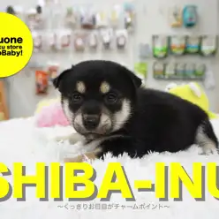 【小さめ黒柴】アニメ顔？くっきりお目目がチャームポイントの小さめ柴犬♡：白楽店オススメベイビー！No.11493