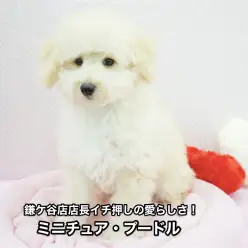 【ミニチュアプードル】希少!鎌ケ谷店店長も垂涎の愛くるしさを堪能しよう!!鎌ヶ谷店オススメベイビーNo.117096