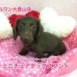 【ミニチュア・ダックスフント】希少なソリッドカラーの美人さん♥：大倉山店No.6130562