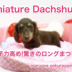 【ミニチュア・ダックスフント】ロングまつ毛で女子力高めなぷりてぃフェイス♡短足が愛らしいダックスちゃん/大倉山店No.6130577