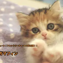 【ラガマフィン】ゴージャス&キュート！フレンドリーキャットの代名詞！！：港北NT店オススメベイビーNo.311714