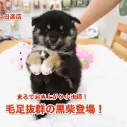 【黒柴】な、なんだこの柴犬！独特過ぎてMr.Kもビックリ！まるで起き上がり小法師！：子犬紹介白楽店No.11486