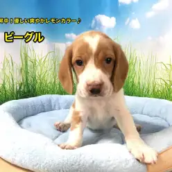 【ビーグル】人気急上昇中!?優しい爽やかレモンビーグル!!今宿店オススメベイビーNo.120057