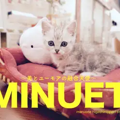 【ミヌエット】空前の大人気！極上のレアキャットがやってきた！：東日暮里店Pickupベイビー！No.014173