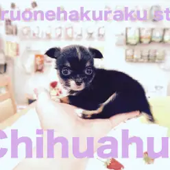 【XS チワワ】仰天！指先だけで乗っかちゃいました！：白楽店No.11492