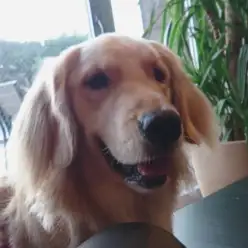 ゴールデン・レトリバーと人生を歩む 第五話〜自分にとってワンちゃんの存在〜／大倉山店特別企画