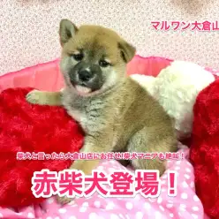 【柴犬】柴犬と言ったら大倉山店にお任せ!柴犬マニアも絶叫の赤柴ちゃん♥大倉山店No.6130572