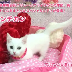 【マンチカン】花嫁争奪戦必死？ジューンブライドのこの季節、純白のドレスをまとったスペシャルレディが登場！：大倉山店No.6130573