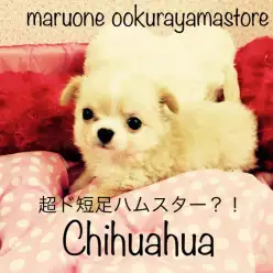 【チワワ】ミリチワワ？マンチワワ？りんご頭と短いお鼻の超ド短足BOY！：大倉山店PickupベイビーNo.6130576