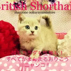 【ブリティッシュショートヘア】顔もカラダも性格も！すべてがまんまるおりこうニャンコ！：大倉山店Pickupベイビー！No.6130567