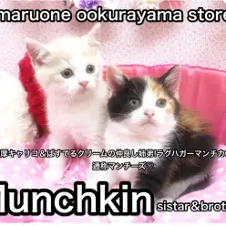 【マンチカン】濃厚キャリコ＆ぱすてるクリームの仲良し姉弟!ラグハガーマンチカン!通称マンチーズ♡大倉山店No.6130578/No.6130579