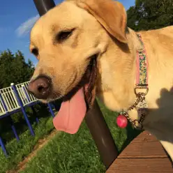 【犬の洋服】STOP熱中症！夏の準備に要検討のワンコの洋服！：白楽店商品レビュー