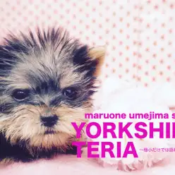 【ヨークシャーテリア】極小の一言では語りきれない!スペシャルヨーキーを4つの視点でご紹介!:マルワン梅島店No.119064