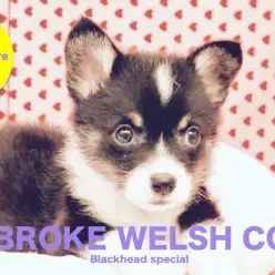 【希少！ブラックヘッドコーギー】出生率は10%以下 ?！待望の「黒コギ」降臨！：梅島店オススメベイビー！No.119067